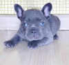 Photo №1. french bulldog - for sale in the city of Debrecen | Is free | Announcement № 83828