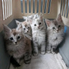 Photo №3. Healthy cute adorable Maine coon kittens available now for sell. United States