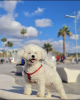Photo №2 to announcement № 103845 for the sale of bichon frise - buy in Germany private announcement