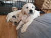 Photo №2 to announcement № 123276 for the sale of golden retriever - buy in Germany private announcement, breeder