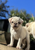 Photo №1. pug - for sale in the city of Schenectady | 400$ | Announcement № 78221