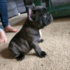 Photo №2 to announcement № 119335 for the sale of french bulldog - buy in Germany private announcement