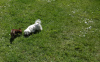 Photo №3. Beautiful Maltese puppies. Lithuania