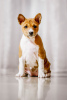 Additional photos: Basenji puppies available