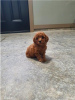 Photo №1. poodle (royal) - for sale in the city of Munich | 370$ | Announcement № 107506