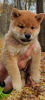 Photo №4. I will sell shiba inu in the city of Москва. private announcement - price - negotiated