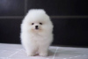 Photo №1. pomeranian - for sale in the city of Харлем | 423$ | Announcement № 95007