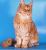 Photo №3. Maine Coon cat 6 months. Russian Federation