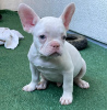 Photo №4. I will sell french bulldog in the city of Rostock. private announcement - price - 280$