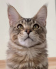 Photo №1. maine coon - for sale in the city of Almaty | Is free | Announcement № 59281