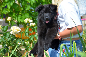 Additional photos: German shepherd puppy, girl, black, metric KSU / FCI, 67 days