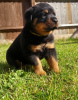 Photo №2 to announcement № 36100 for the sale of rottweiler - buy in Lithuania private announcement