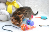 Photo №4. I will sell bengal cat in the city of Берлинген. private announcement, from nursery - price - 370$