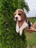 Additional photos: Beagle puppies for sale