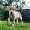 Photo №1. labrador retriever - for sale in the city of Berlin | Is free | Announcement № 125261