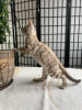 Photo №1. bengal cat - for sale in the city of Гамбург | negotiated | Announcement № 25656