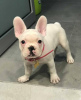 Photo №3. Male and female French Bulldog for adoption. Germany