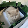 Photo №4. I will sell british shorthair in the city of Garmisch-Partenkirchen.  - price - negotiated