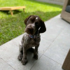 Photo №1. german shorthaired pointer - for sale in the city of Berlin | 634$ | Announcement № 120867