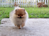 Additional photos: Pomeranian Girl, Orange Sable