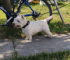 Photo №1. west highland white terrier - for sale in the city of Belgrade | negotiated | Announcement № 76292