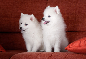 Photo №3. Sold 2 puppies Japanese Spitz! You can already pick up!. Russian Federation