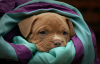 Additional photos: American bully puppies