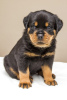 Photo №1. rottweiler - for sale in the city of Prague | negotiated | Announcement № 109963