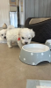 Photo №1. maltese dog - for sale in the city of Kaunas | 423$ | Announcement № 127607