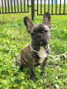 Photo №4. I will sell french bulldog in the city of Москва. from nursery - price - 966$