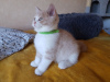Photo №2 to announcement № 10721 for the sale of british shorthair - buy in Russian Federation private announcement