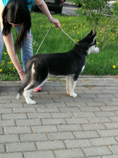 Additional photos: Wonderful Husky Girl