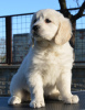 Additional photos: Golden Retriever puppies