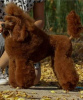 Photo №2 to announcement № 119478 for the sale of poodle (toy) - buy in Serbia breeder