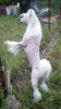 Photo №2 to announcement № 105362 for the sale of chinese crested dog - buy in Germany breeder