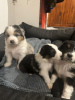 Photo №1. australian shepherd - for sale in the city of El Paso | Is free | Announcement № 94697
