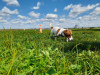 Photo №4. Mating jack russell terrier in Russian Federation. Announcement № 63281