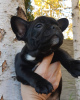 Photo №4. I will sell french bulldog in the city of Bremen. private announcement - price - 380$