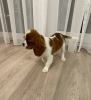 Photo №2 to announcement № 84262 for the sale of cavalier king charles spaniel - buy in Lithuania private announcement