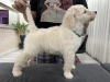 Photo №4. I will sell poodle (royal) in the city of Zrenjanin.  - price - negotiated