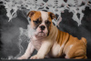 Photo №3. English bulldog puppies with FCI documents. Ukraine