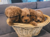 Additional photos: Buy your lovely beautiful Vaccinated Poodle (Toy) puppies available now for