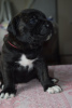 Photo №4. I will sell cane corso in the city of Omsk. private announcement, from nursery - price - negotiated