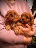 Photo №4. I will sell cavalier king charles spaniel in the city of Zrenjanin. breeder - price - negotiated