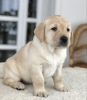 Photo №3. Labrador puppies for sale, gentle and affectionate kids.. Ukraine