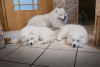 Additional photos: Purebred Samoyed puppies