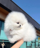 Photo №2 to announcement № 127344 for the sale of pomeranian - buy in Germany private announcement