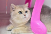 Photo №4. I will sell british shorthair in the city of Dnipro. from nursery, breeder - price - 1000$