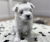 Photo №1. maltese dog - for sale in the city of Brussels | 211$ | Announcement № 123530