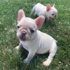 Photo №4. I will sell french bulldog in the city of Leipzig. private announcement - price - 380$